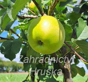 Jabloň Goldstar