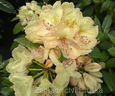 Rhododendron 'Belkanto'