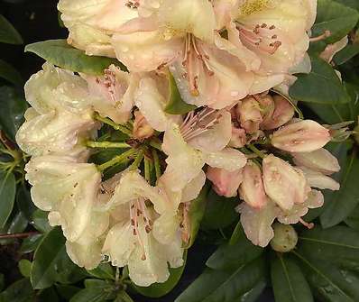 Rhododendron 'Belkanto'