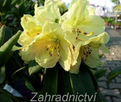Rhododendron 'Belkanto'