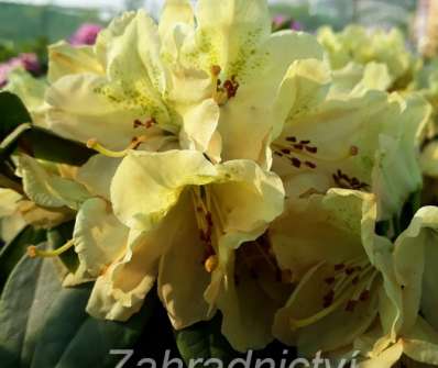 Rhododendron 'Belkanto'