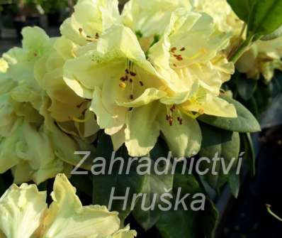 Rhododendron 'Belkanto'