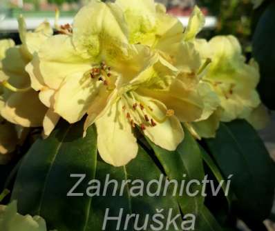 Rhododendron 'Belkanto'