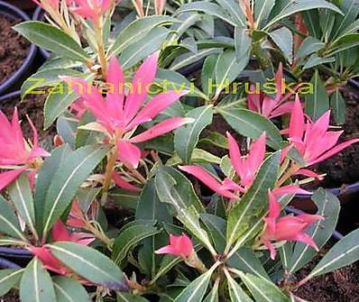 Pieris japonica 'Debutante'