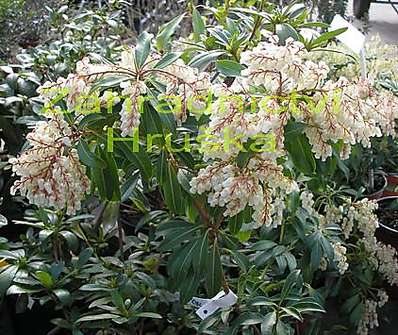 Pieris japonica 'Debutante'