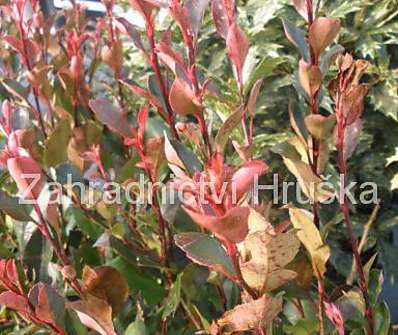 blýskavka - Photinia fraseri 'Red Robin'