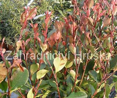 blýskavka - Photinia fraseri 'Red Robin'