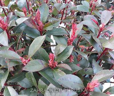 blýskavka - Photinia fraseri 'Red Robin'