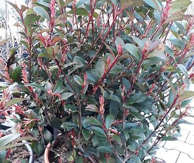 blýskavka - Photinia fraseri 'Red Robin'