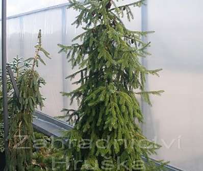 smrk - Picea omorika..