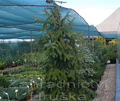 smrk - Picea omorika..