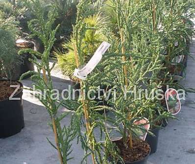 Cryptomeria japonica 'Rasen'