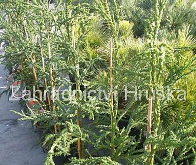 Cryptomeria japonica 'Rasen'