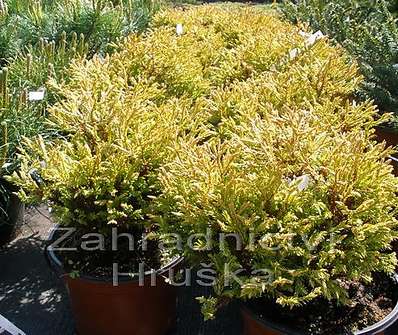 zerav - Thuja occ. 'Golden Tuffet'.