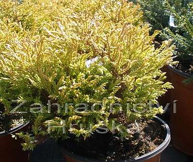 zerav - Thuja occ. 'Golden Tuffet'.