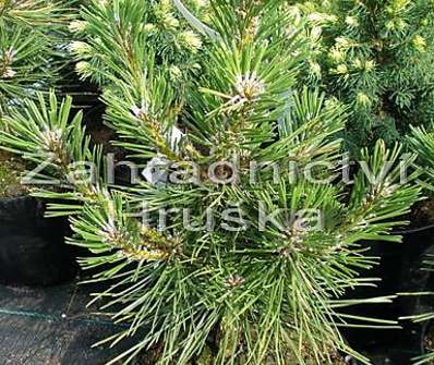 Borovice - Pinus thunbergii 'Majima'.
