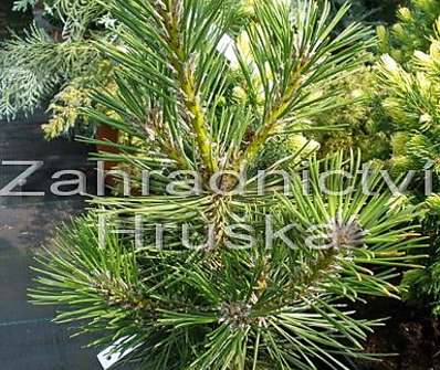 Borovice - Pinus thunbergii 'Majima'.