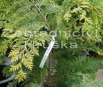 cypřišek - Chamaecyparis lawsoniana 'Golden Wonder'.