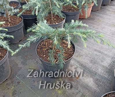 cedr - Cedrus deodara 'Feelin Blue'