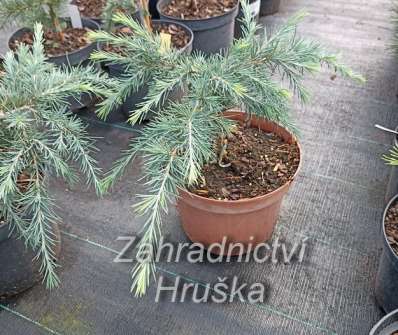 cedr - Cedrus deodara 'Feelin Blue'