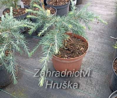 cedr - Cedrus deodara 'Feeling Blue'