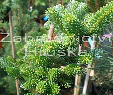 jedle - Abies koreana 'Oberon'.
