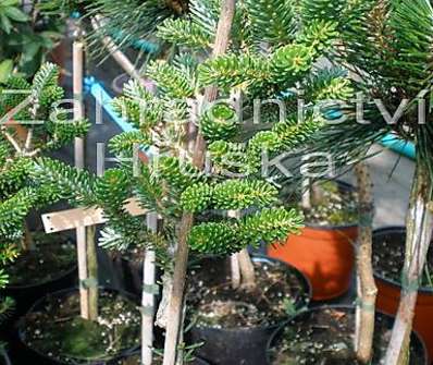 jedle - Abies koreana 'Oberon'.