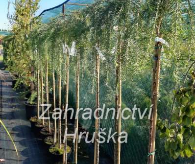 modřín - Larix kaempferi 'Stiff Weeping'. KM