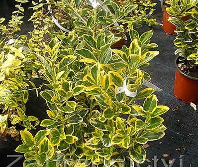 brslen - Euonymus japonicus