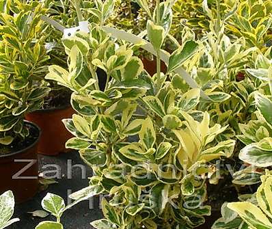 brslen - Euonymus japonicus