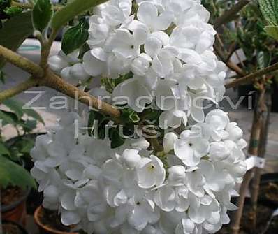 kalina - Viburnum burkwoodii 'Eskimo'