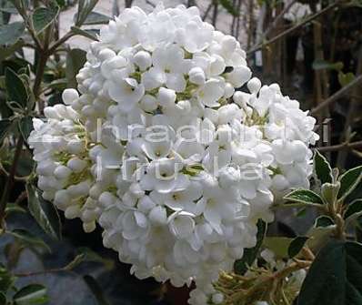 kalina - Viburnum burkwoodii 'Eskimo'