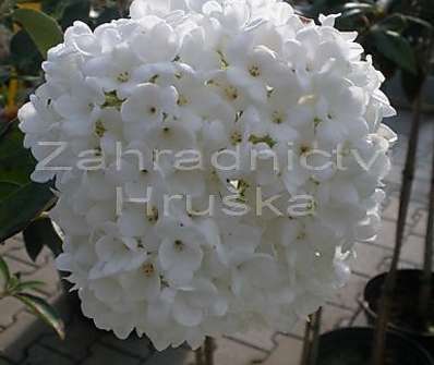 kalina - Viburnum burkwoodii 'Eskimo'
