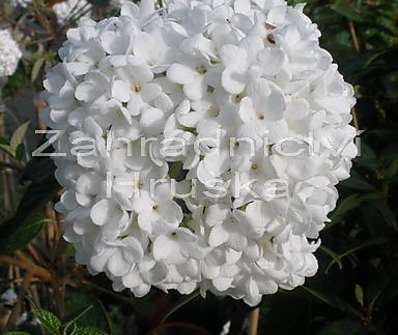 kalina - Viburnum burkwoodii 'Eskimo'