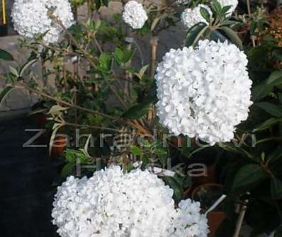 kalina - Viburnum burkwoodii 'Eskimo'