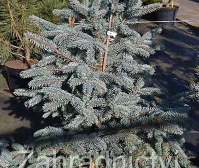 smrk - Picea pungens..