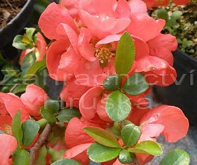 kdoulovec - Chaenomeles superba 'Nicoline'