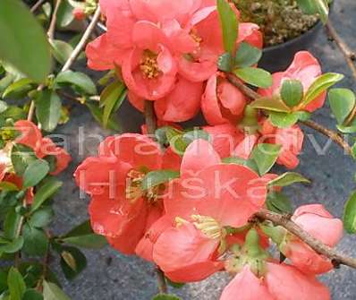 kdoulovec - Chaenomeles superba 'Nicoline'