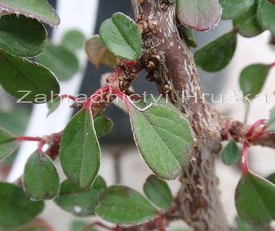 skalník - Cotoneaster procumbens 'Queen of Carpets'