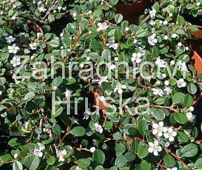 skalník - Cotoneaster procumbens 'Queen of Carpets'