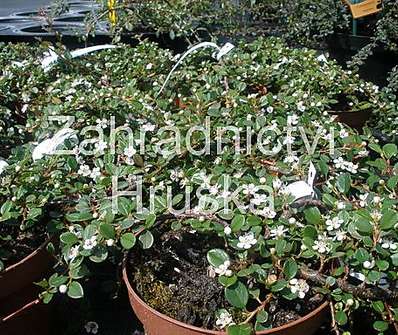 skalník - Cotoneaster procumbens 'Queen of Carpets'