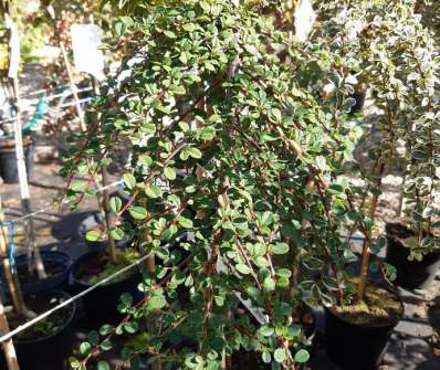 skalník - Cotoneaster procumbens 'Queen of Carpets'