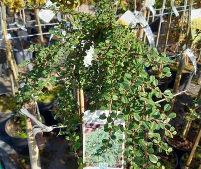 skalník - Cotoneaster procumbens 'Queen of Carpets'