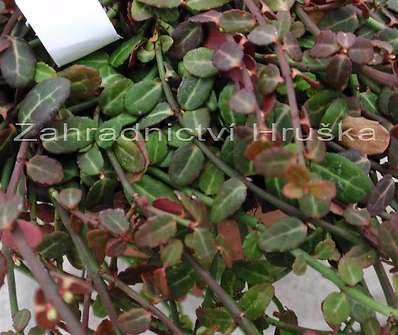 brslen - Euonymus fortunei 'Minimus'