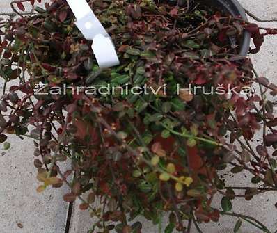 brslen - Euonymus fortunei 'Minimus'