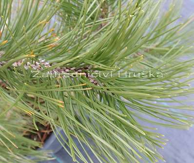 borovice - Pinus leucodermis