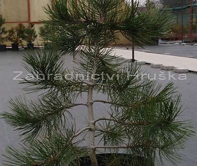 borovice - Pinus leucodermis