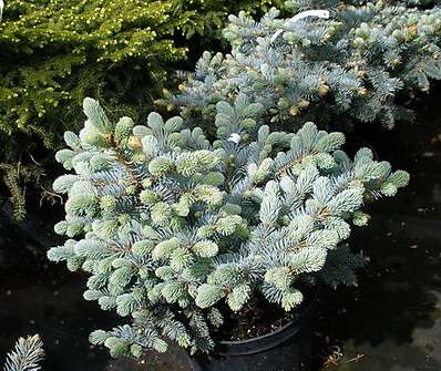 smrk - Picea pungens 'Compacta'