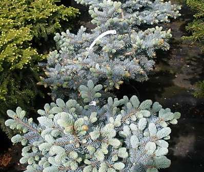 smrk - Picea pungens 'Compacta'