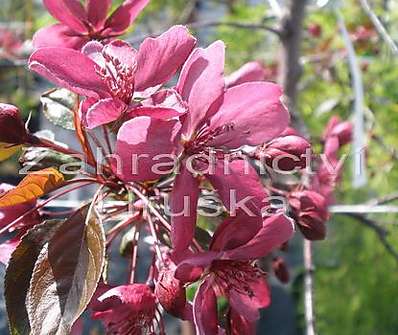 jabloň - Malus 'Royality'